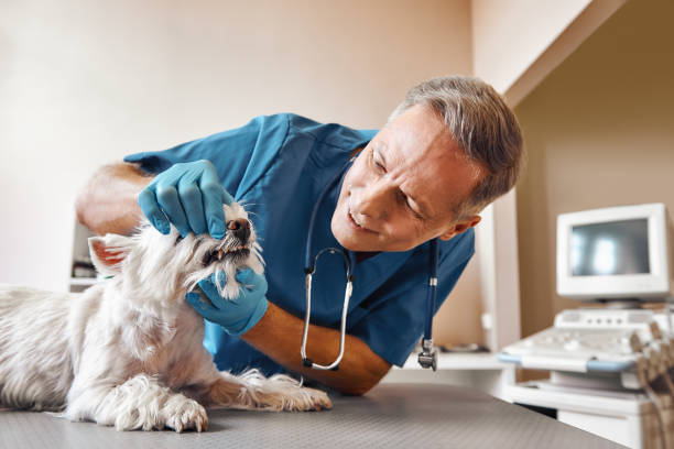 Best Emergency Dental Care for Sports Injuries in Northlake, SC
